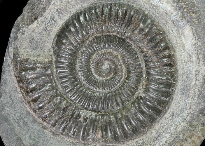 Dactylioceras Ammonite Fossil - England #84932